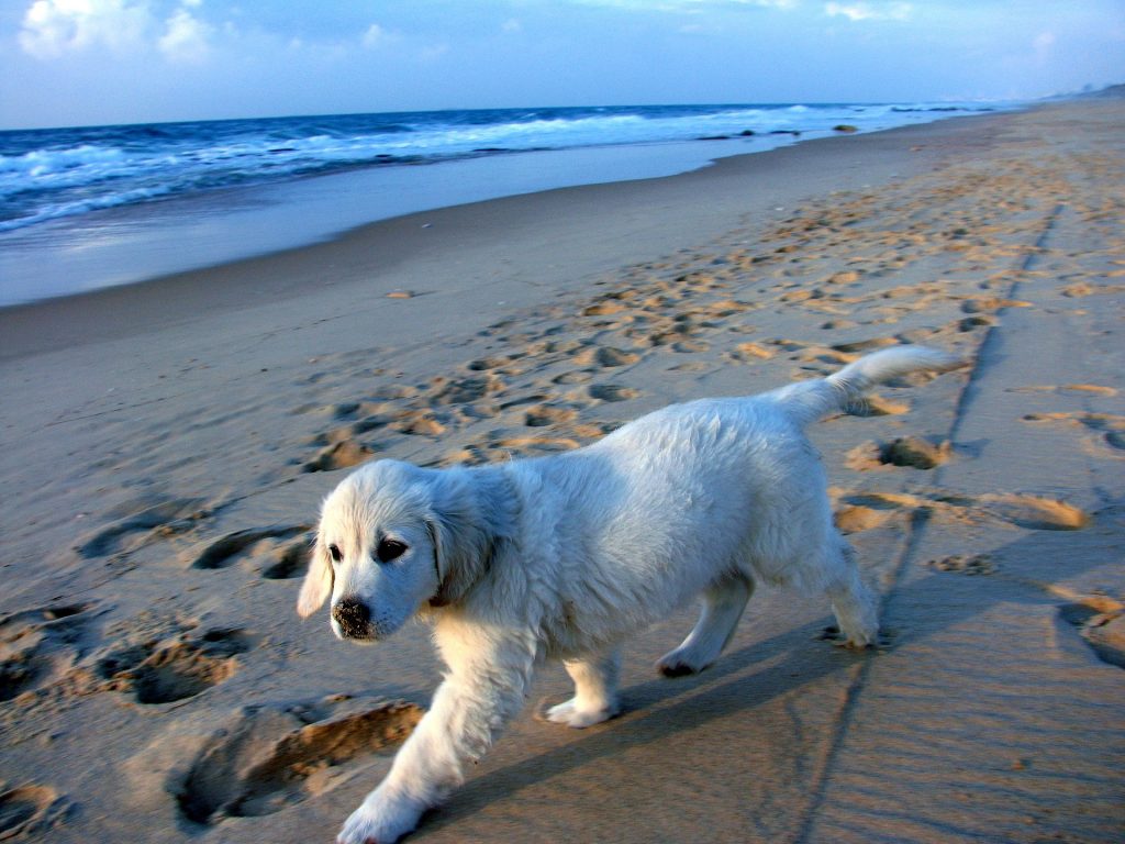 Foto de um cachorrinho andando na praia