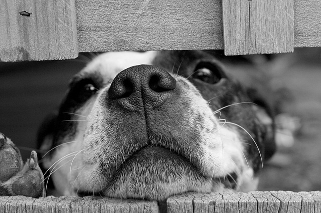 Foto de um cão tentando atravessar uma cerca de madeira